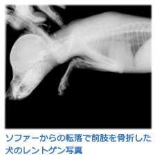 三重県のアニー動物病院 整形外科疾患